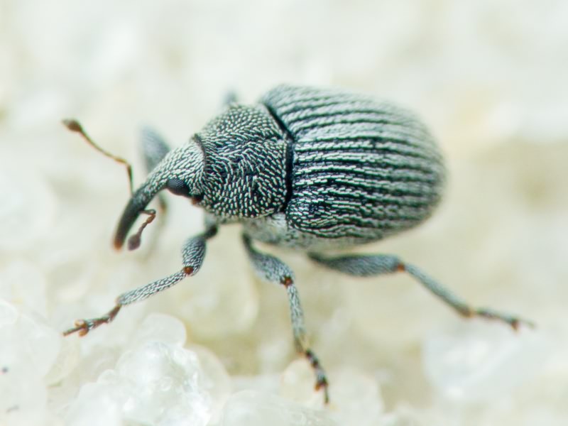 Ceutorhynchus Germar, 1824